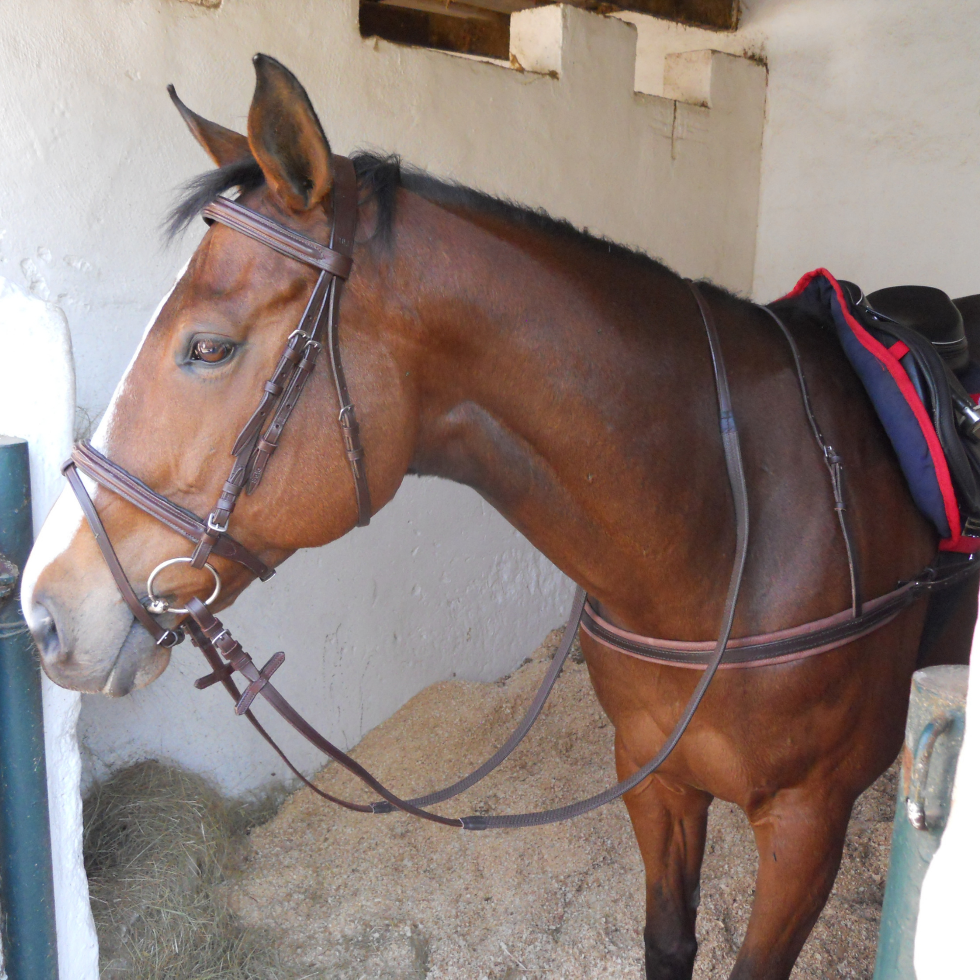 Breast Plate Exercise Leather Solo